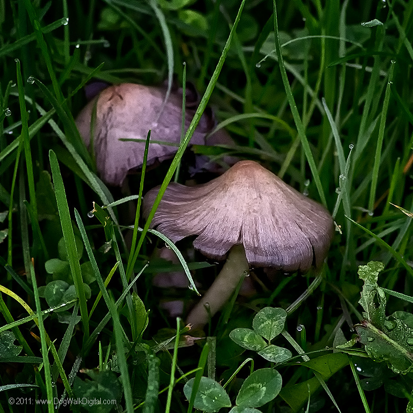 Spore Drop NE Ann Arbor Maturing mushrooms Michael.PortrayingLife