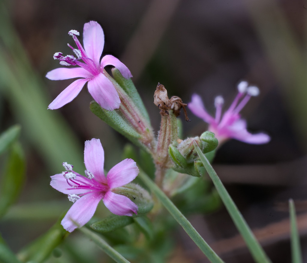 Frankenia salina (grandiflora) Alkali Heath 20111001p… Paul