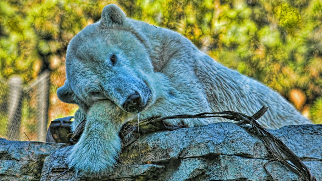 Polar Bear HDR Ben Labrecque Flickr