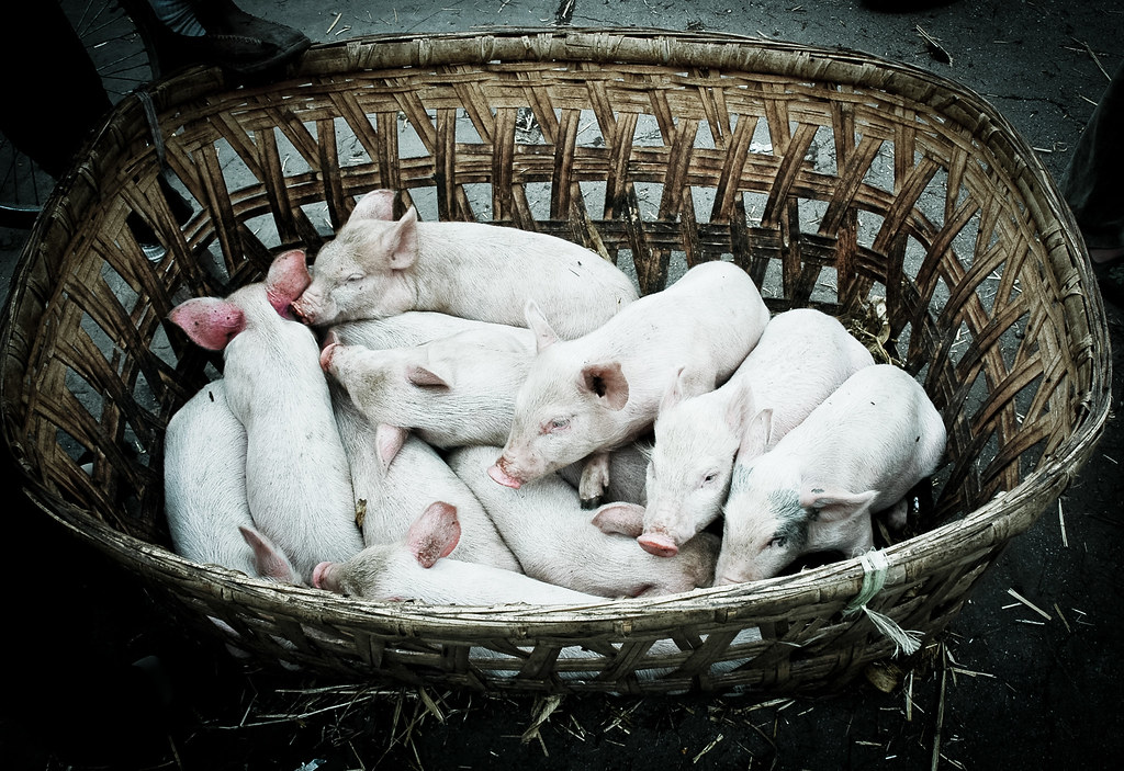 Pigs in a basket Ian Brewer Flickr