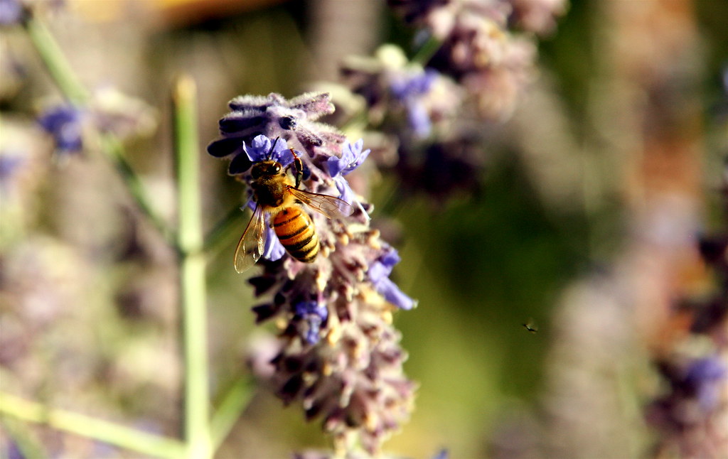 bee on Colorado lavender Scorpions and Centaurs Flickr