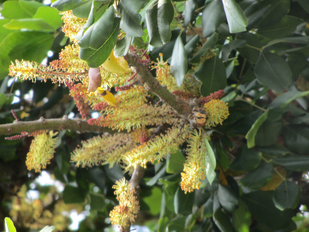 The Carob Tree A very popular street tree in the older nei… Flickr