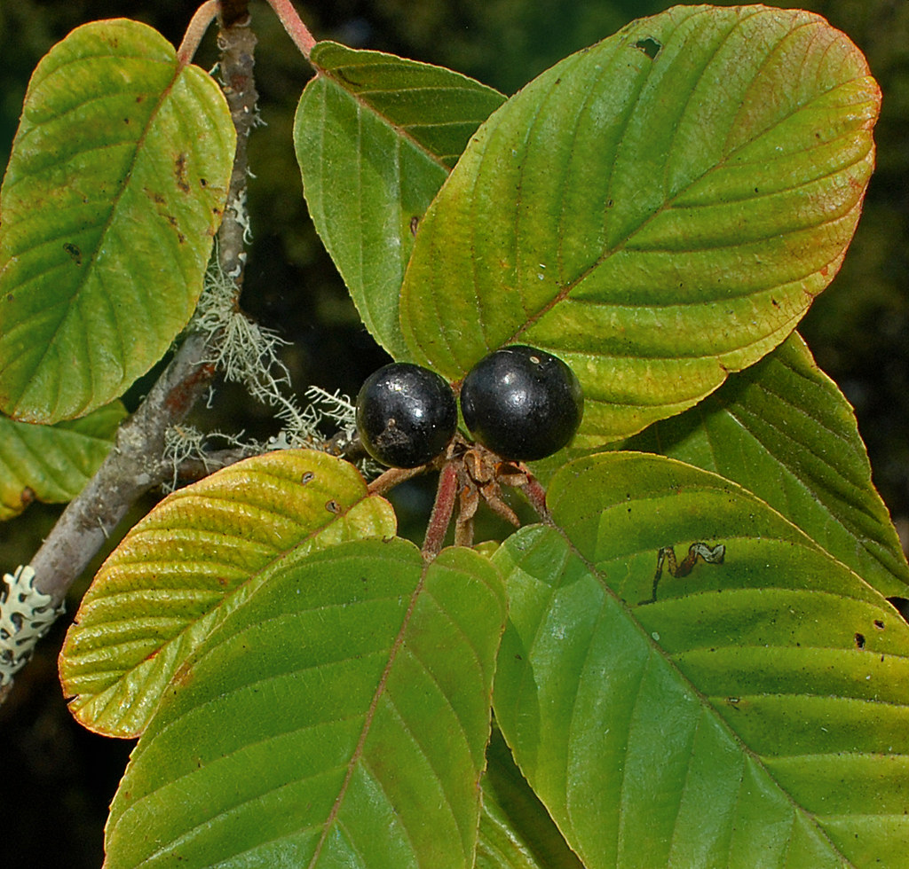 Now Fruiting Chittum(Cascara) Rhamnus purshiana. curtis Irish Flickr