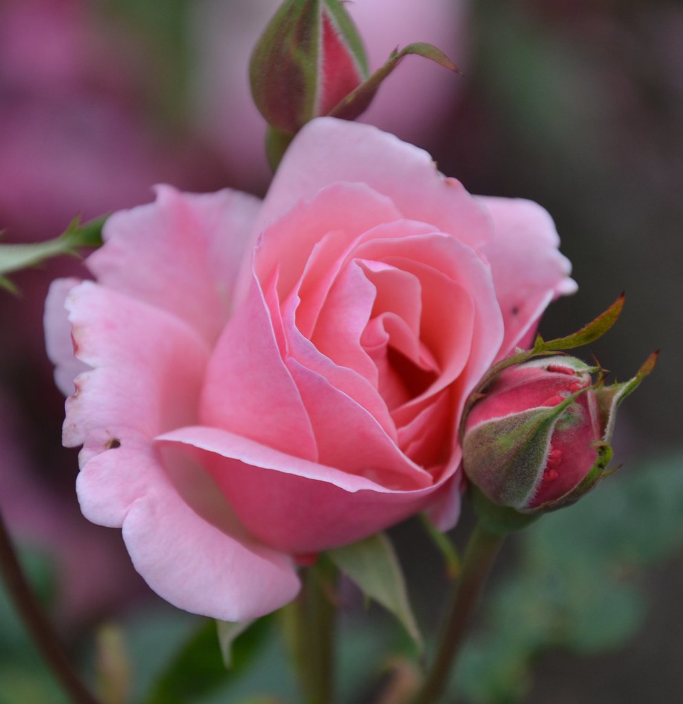 Nova Scotia 34 032 September Pink Rose Buds, Halifax Victo… Flickr
