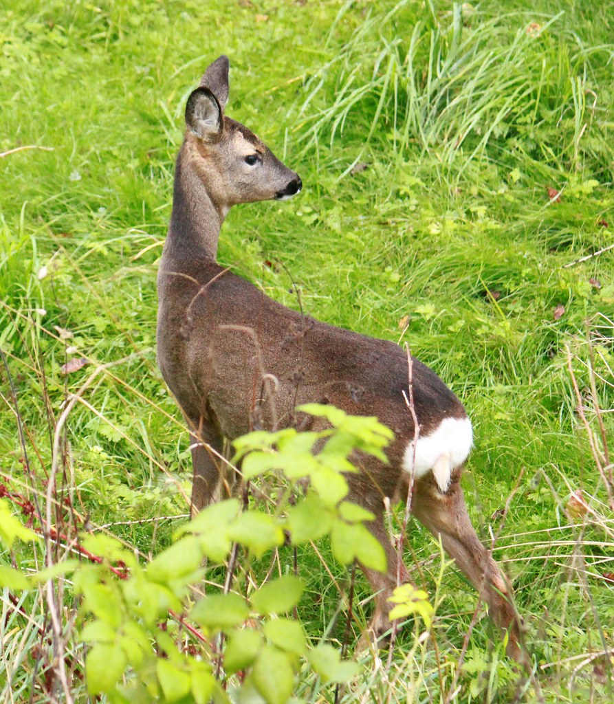 roe deer Capreolus capreolus Strathspey, Scotland Badenoch and