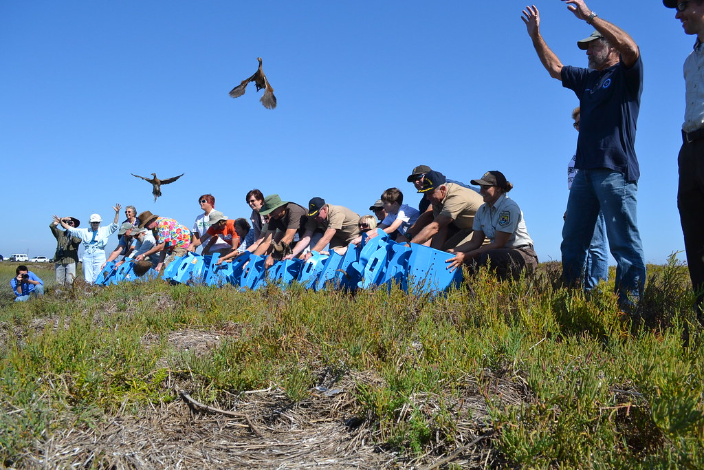 Lightfooted clapper rails being release on Seal Beach Nat… Flickr