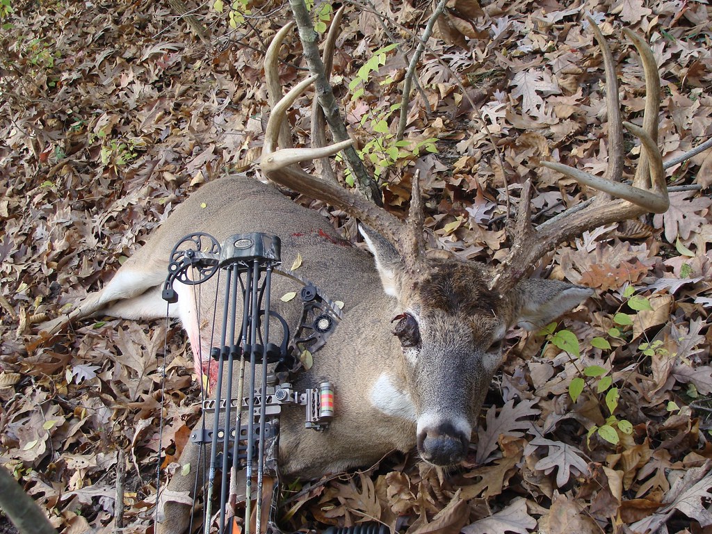 Missouri Bucks Flickr