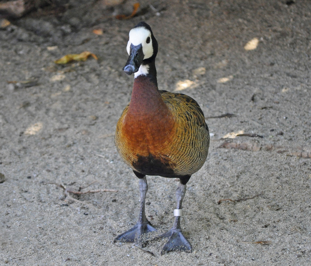 Whitefaced Whistling Duck (Dendrocygna viduata) The White… Flickr
