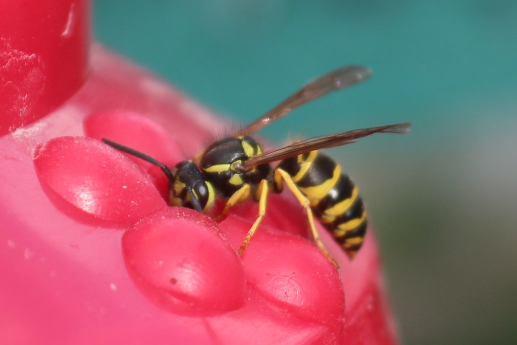 Vespula germanica (German Yellow Jacket; German Wasp) Flickr