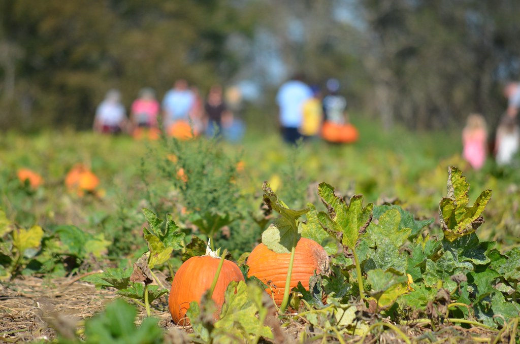 Pumpkins In The Field At Stakey's Farm in Aquebogue, Long … Flickr