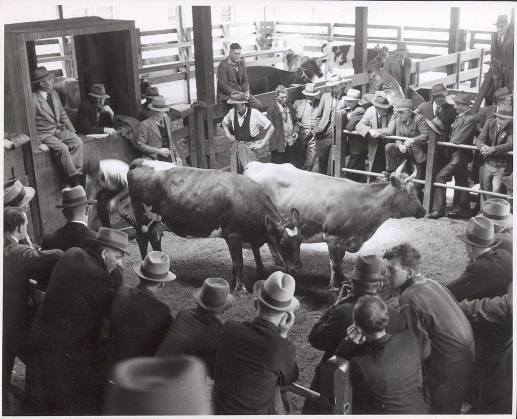Dairy cows in the sale ring at the Warragul cattle sales, … Flickr