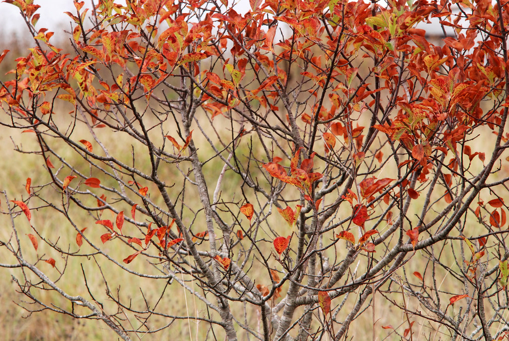 fall color, beach plum Leaves prematurely aged by salty bl… Flickr