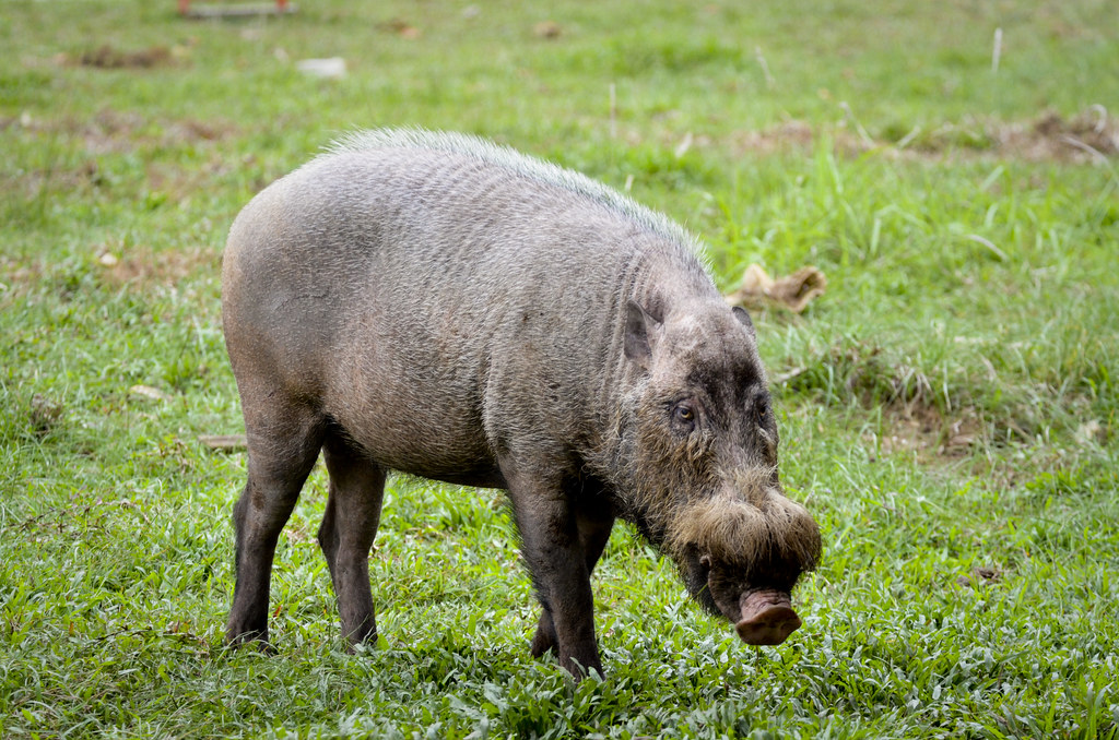 Bearded pig in Bako National Park Taken by Agnieszka
