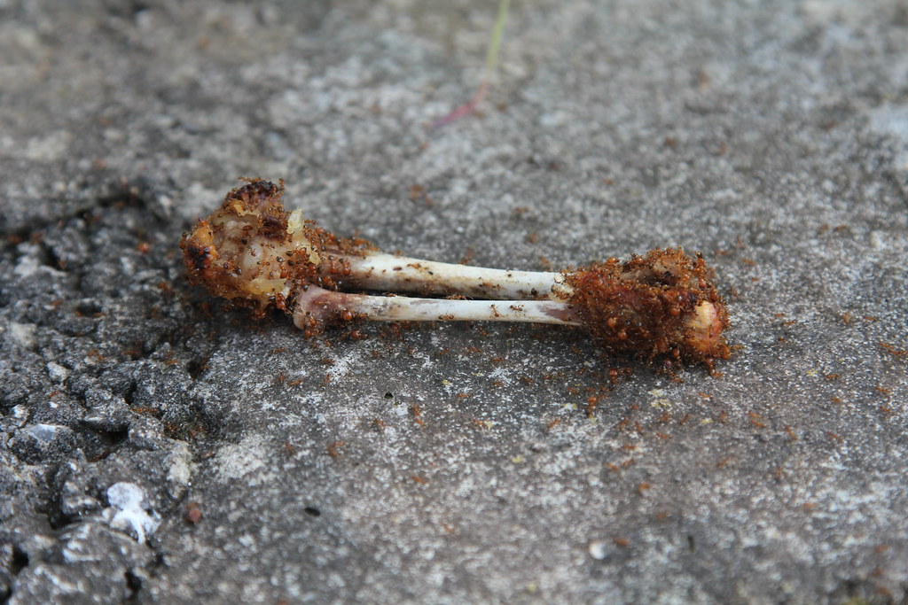 Ants attacking a chicken bone Τα μυρμήγκια αξιοποιούν ένα … Flickr
