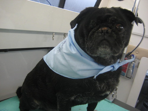 Jazzy Pet Spa Kansas City Mobile Grooming IMG_0805 Flickr