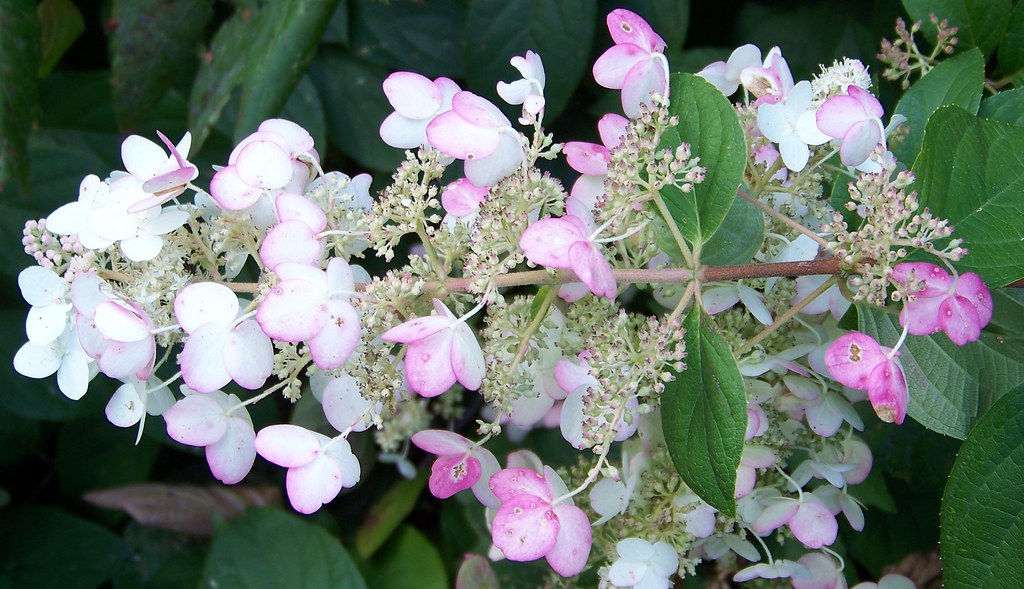 Hydrangea turning pink... winter's coming on Susan Kuehnl Flickr