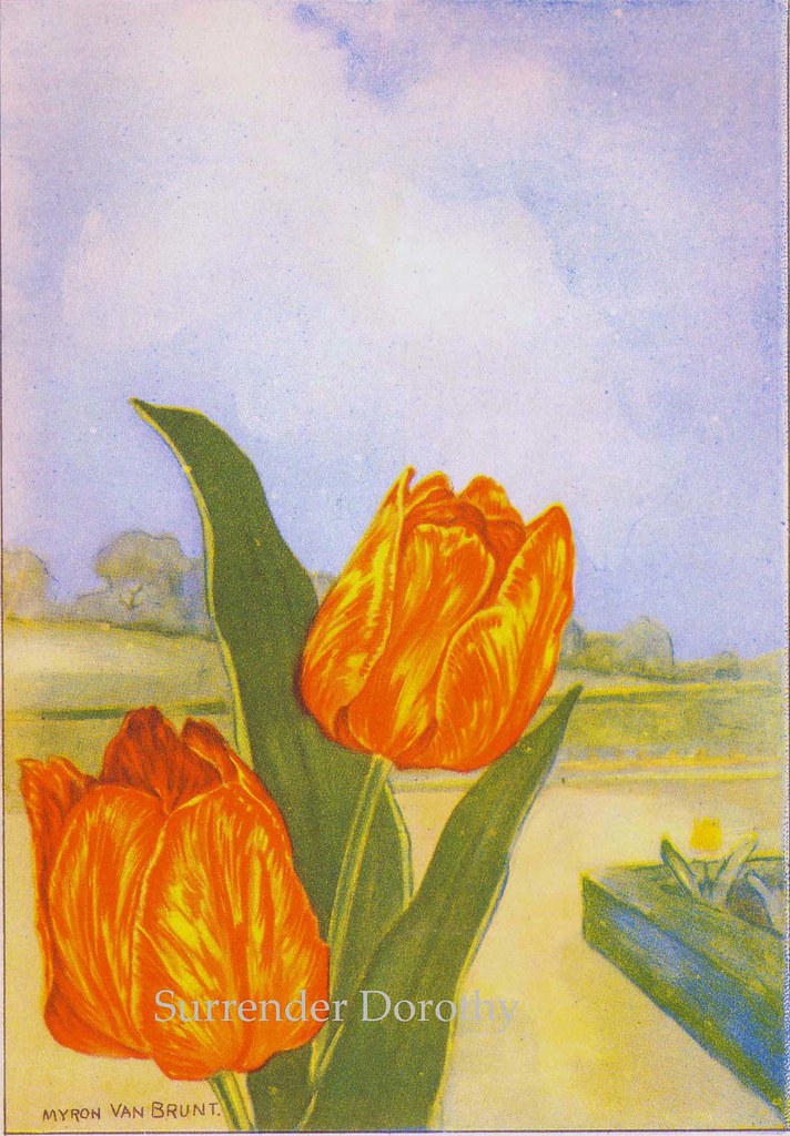 Tulip Flowers 1920s Country Cottage Garden Old Fashioned B… Flickr