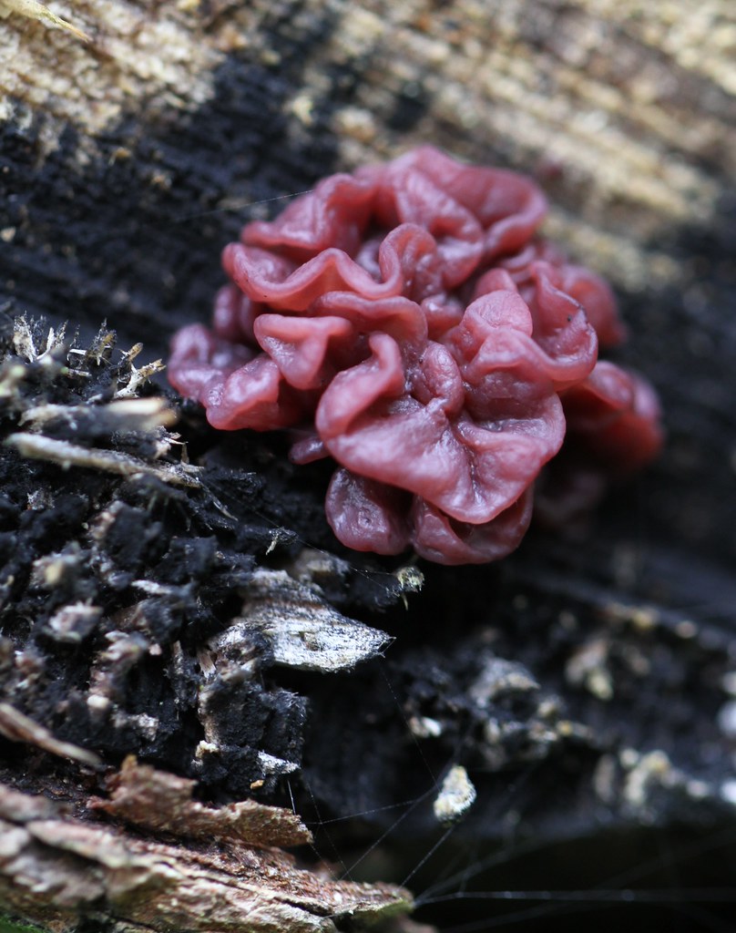 Fungi Growing on burnt log. JIM EASTON Flickr