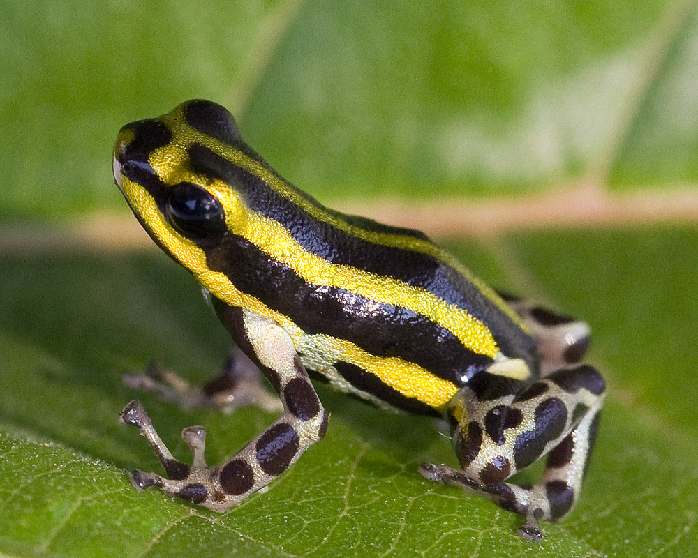 Ranitomeya Lamasi, Pasco Poison Frog, Serrania De Sira, De… | Flickr