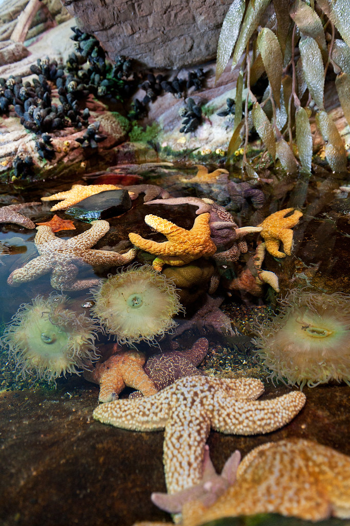 California Tidepool Recreation at Aquarium of the Bay Flickr