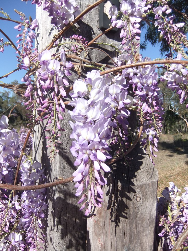 Wisteria Stunning perfume and glorious colour for a short … Flickr