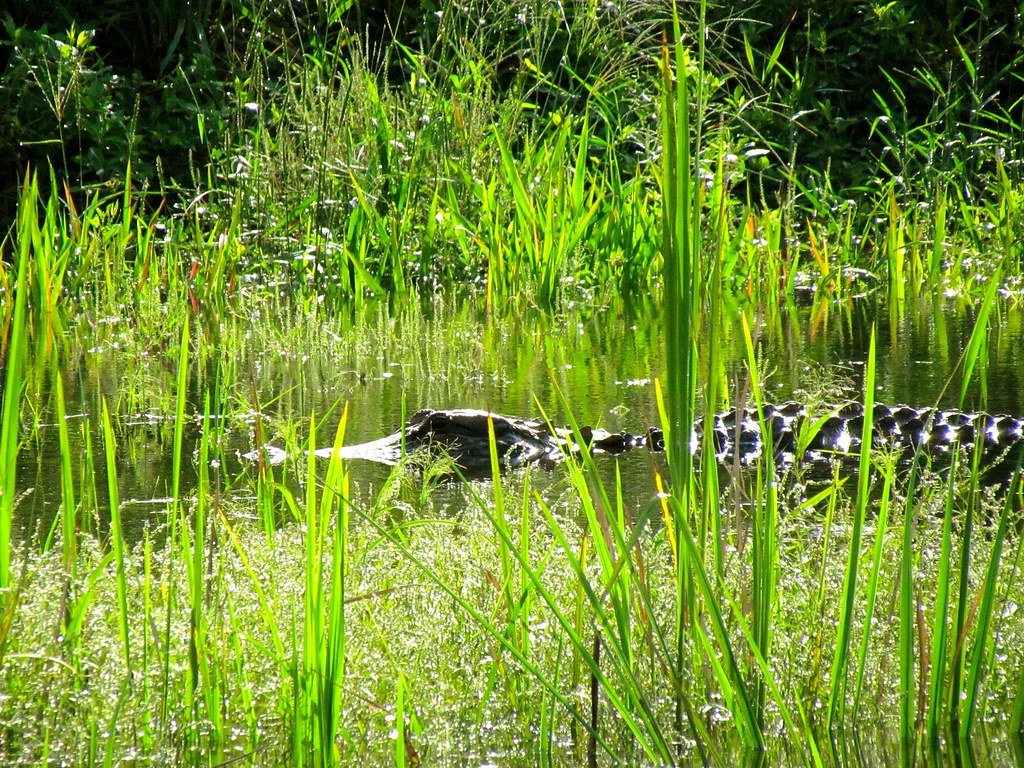 Savannah, GA Savannah National Wildlife Refuge Jeff Gunn Flickr