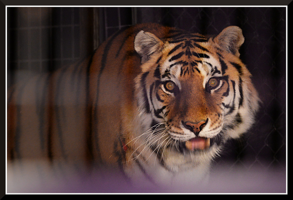 Folsom Zoo Sanctuary Flickr