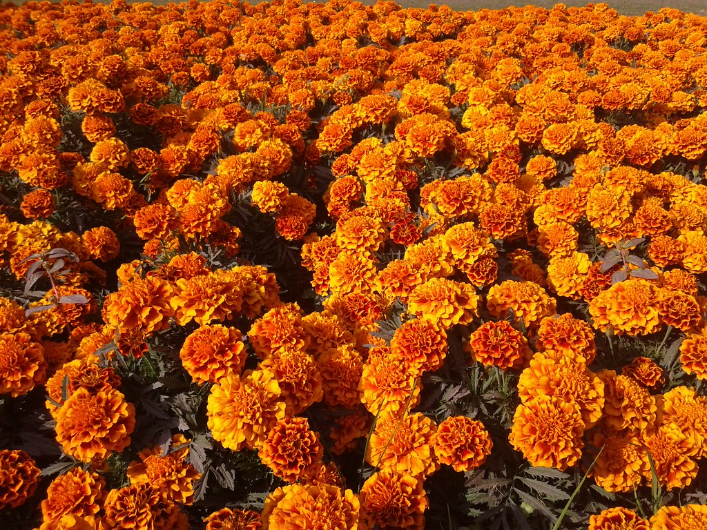 flowers Bhopal Singh Rana Flickr