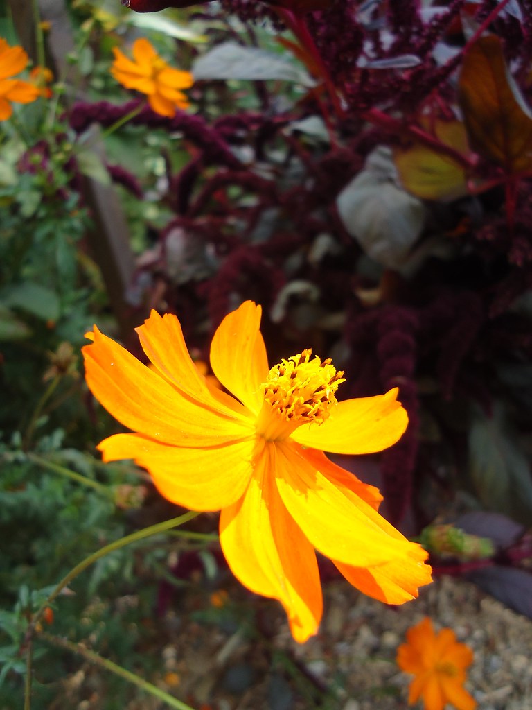 UC Berkley Botanic Garden September in the Botanic Garden Flickr