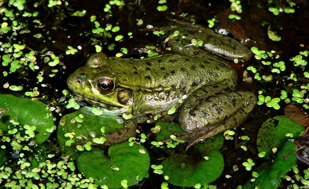 Frog Alabama Swamps I took this at the Iroquois National W… Flickr