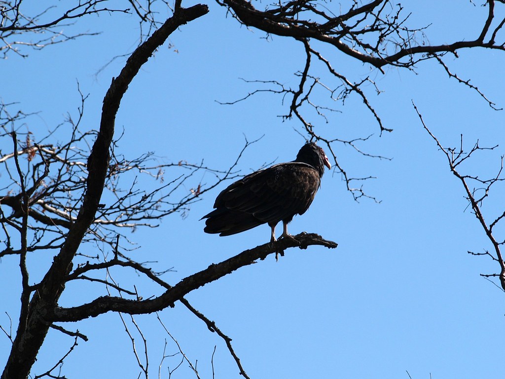 Turkey Vulture Along Idaho Road, Franklin County, KS. Jayhawk