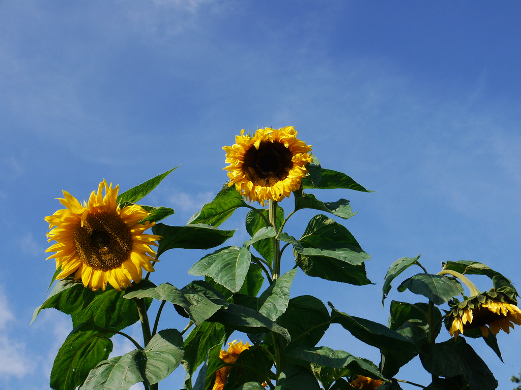 Sunflowers The tallest of these was at least 3.5m high. Nils