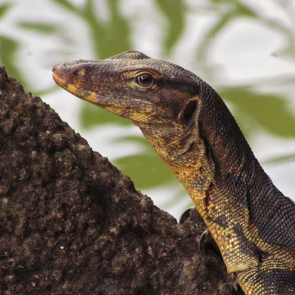 Class Reptilia A Malayan Water Monitor Lizard in Pasir