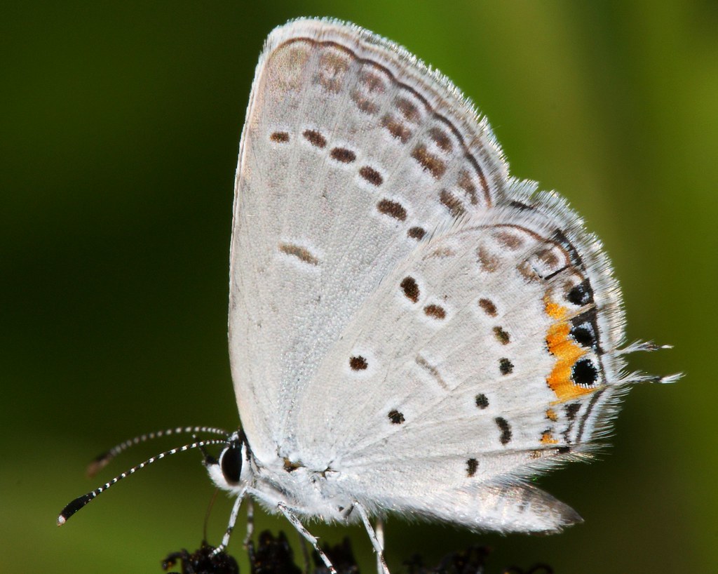 Do Butterflies Have Tails at Sharon Shah blog