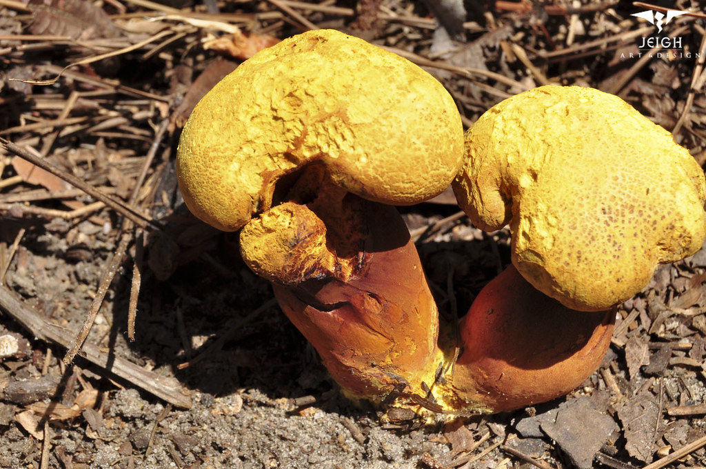 Yellow Mushrooms Growing in my GA yard near pine and pecan… James