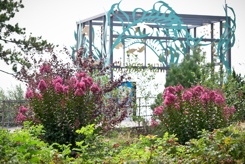 DSC_12 Steen Nichols Flickr