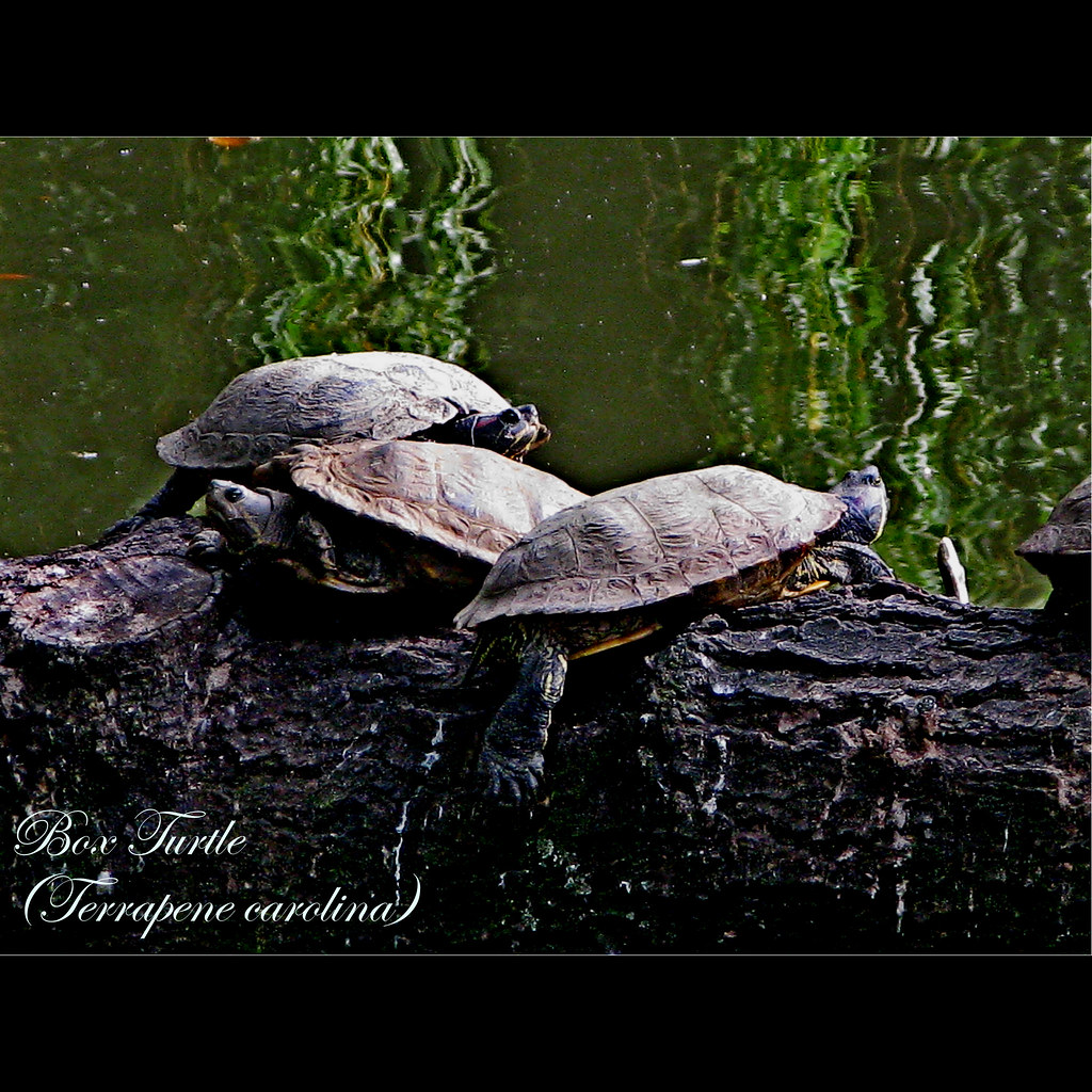 Box Turtle Latin nameTerrapene carolina Distribution