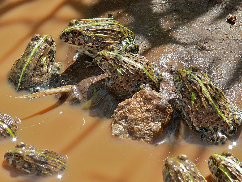 African Bullfrogs (Pyxicephalus edulis) S63 Road near Pafu… Flickr