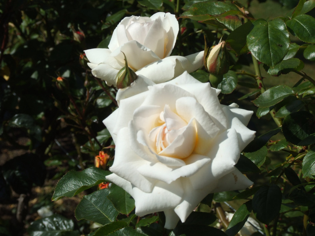 2009 06 21_Jersey Holiday_1096 Roses In Jersey CI 2009 Flickr