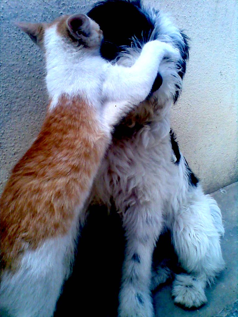 pet care bangalore kims place Miles and Nacho getting play… Flickr