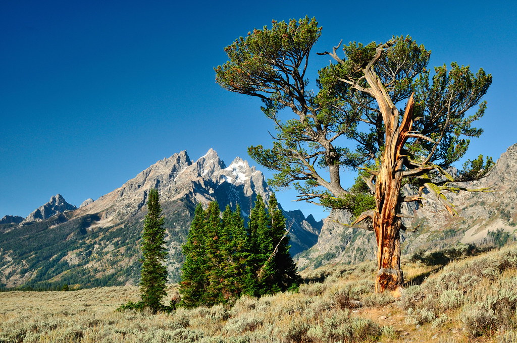 Old Patriarch Tree Grand Teton NP 1009240059e1 mwcdpe Flickr