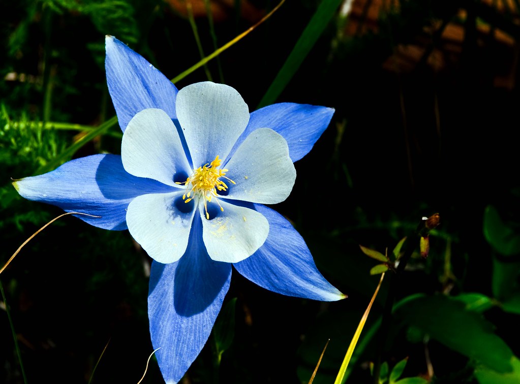Colorado State Flower Carinewbi