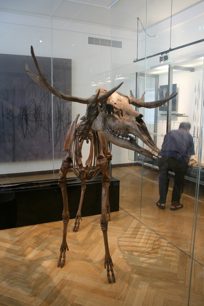 Copenhagen, national museum Elk skeleton A wounded elk s… Flickr