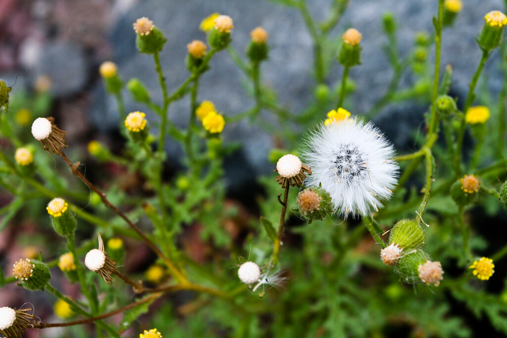 Dandelion Patch Sharon Mollerus Flickr