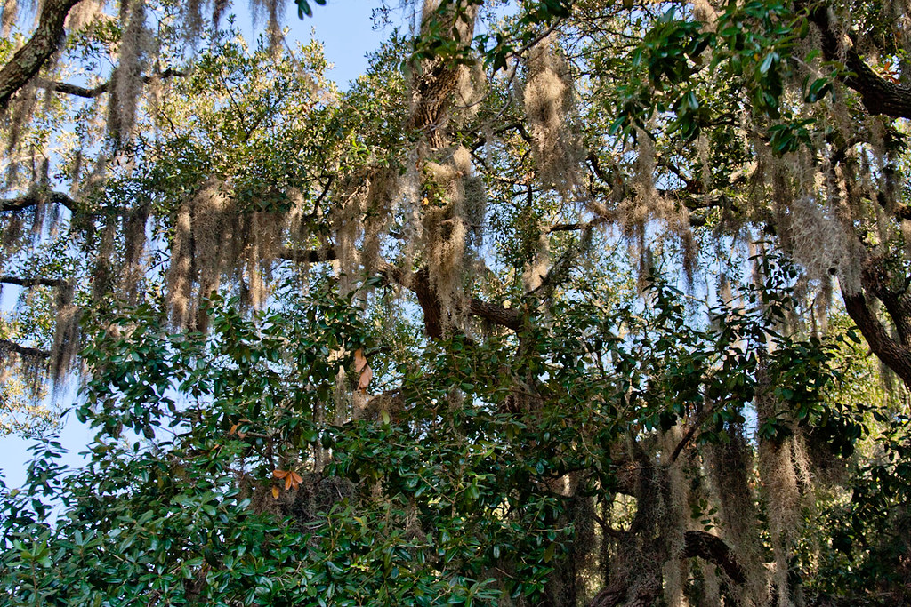 CP244 Live Oaks and Spanish Moss Walking and playing in Fo… Flickr