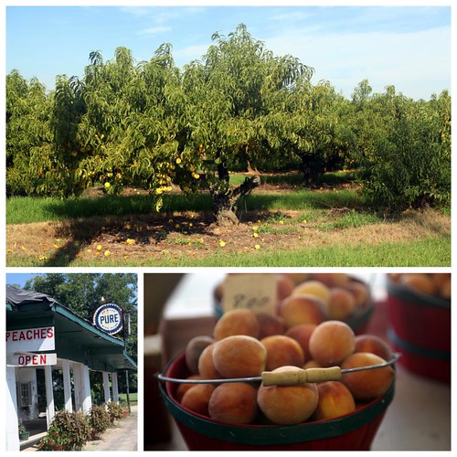 gardner farm (locust grove, south GA) Amelia PS Flickr