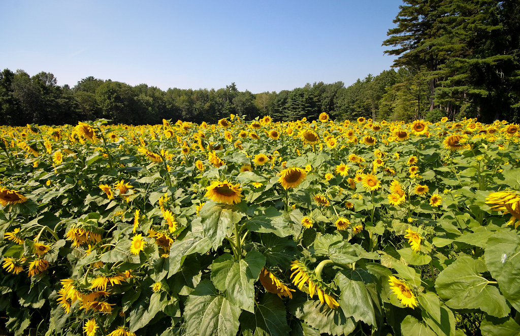 Sunflowers Sunflowers at Tuttle's Farm in Dover, NH. Tuttl… Flickr