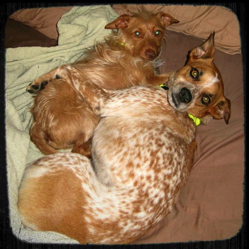 They Get Along Well Silent Scott Flickr