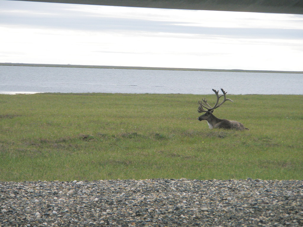 Prudhoe Bay Caribou MickieWarwick Flickr