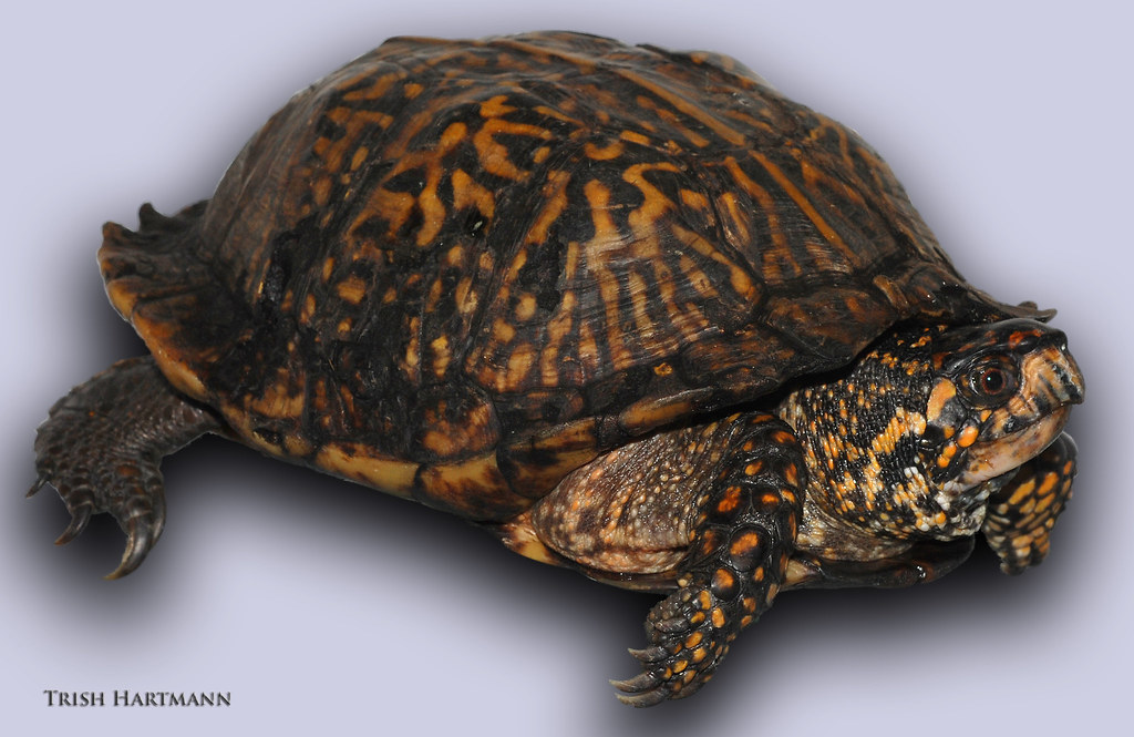 Florida Box Turtle Florida Box Turtle, Terrapene carolina … Flickr